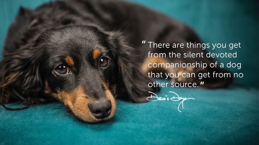 Корицата на страницата във фейсбук на фондацията на Дорис Дей: „Има неща, които можеш да получиш само в тихата, изпълнена с обич компания на куче.“
